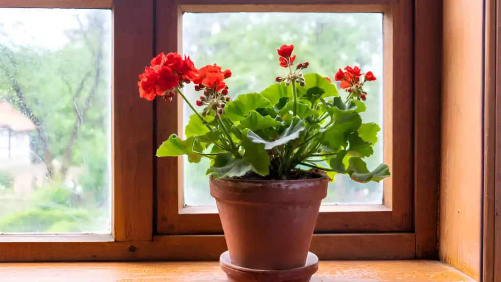 Growing geraniums indoors