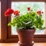Growing geraniums indoors