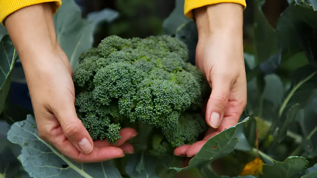 Harvest broccoli