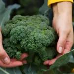 Harvest broccoli