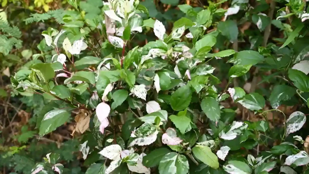 Hibiscus disease white powder