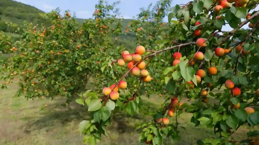 How to grow an apricot tree