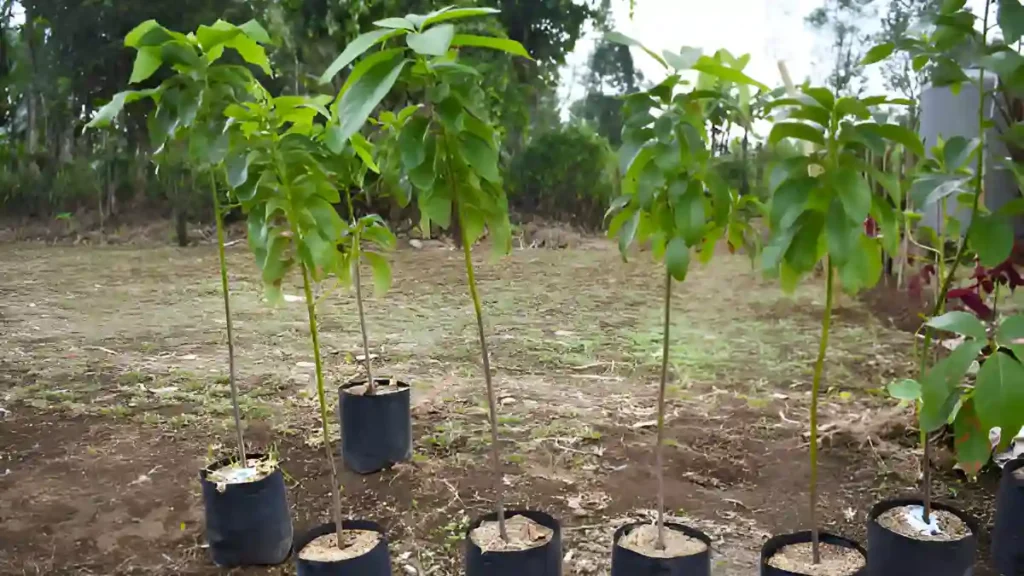 How to grow an avocado tree