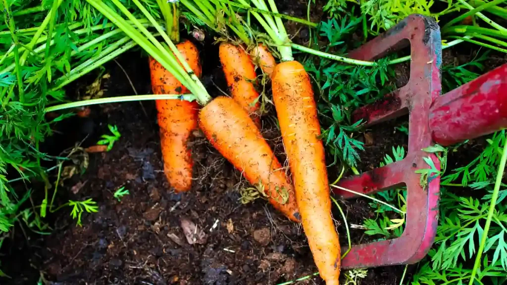 How to grow carrots