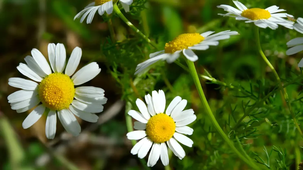 How to grow chamomile