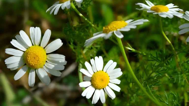 How to grow chamomile