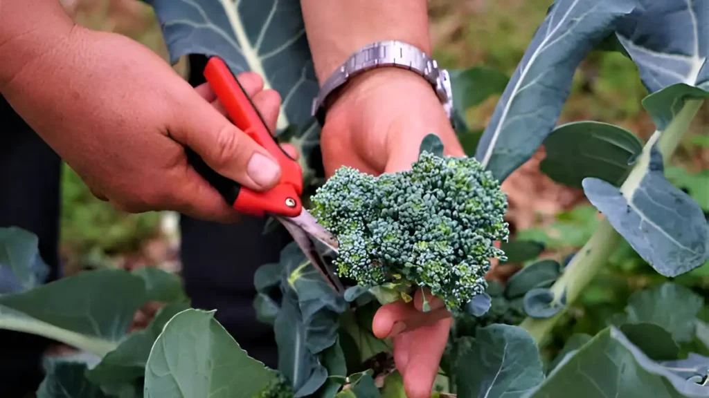 How to harvest broccoli