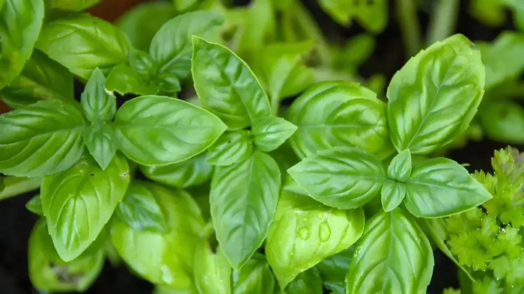 How to propagate basil