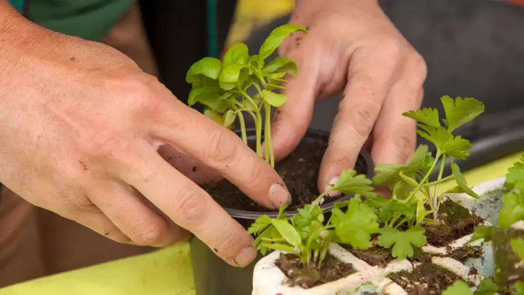 How to propagate basil in soil