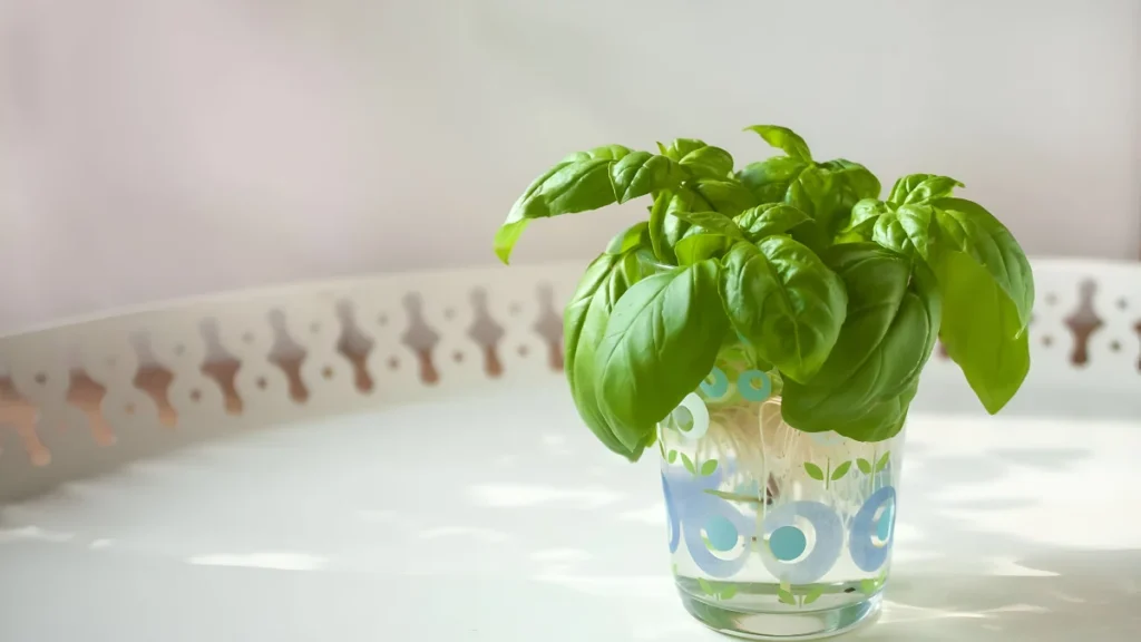 How to propagate basil in water