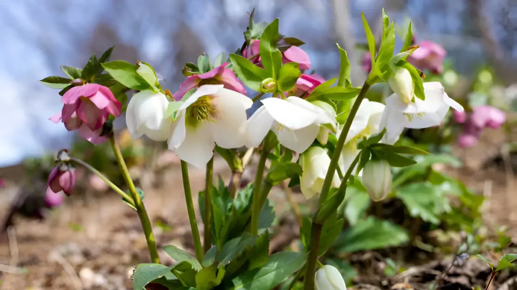 How to propagate hellebores