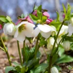 How to propagate hellebores
