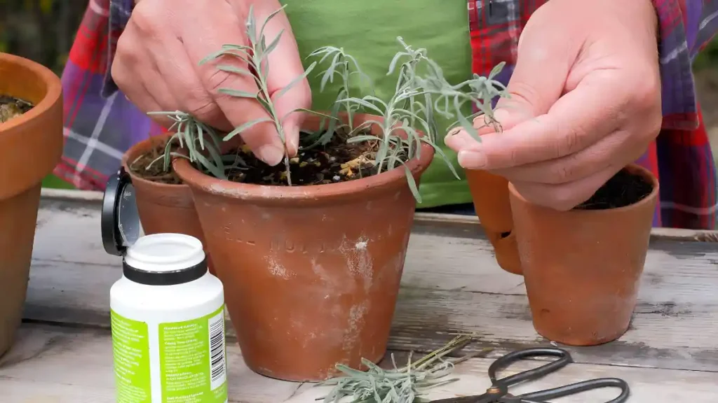 How to propagate lavender