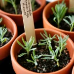 How to propagate lavender from cuttings