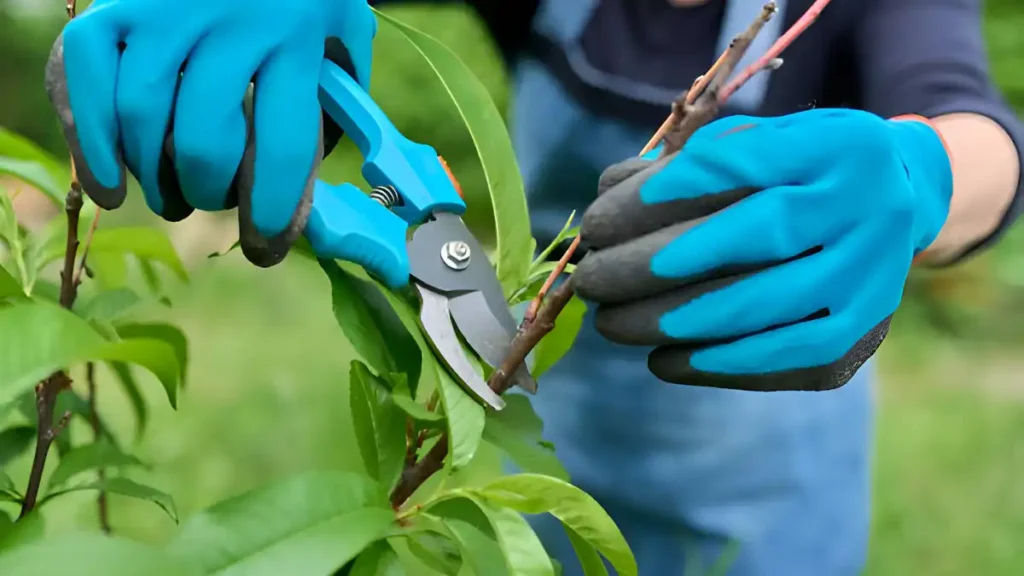 How to prune a peach tree