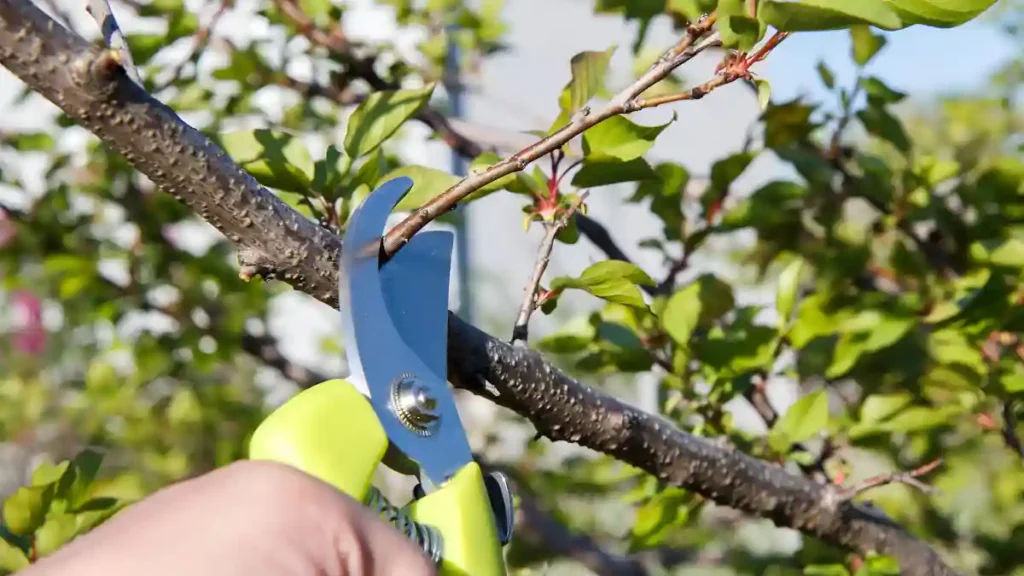 How to prune an apricot tree