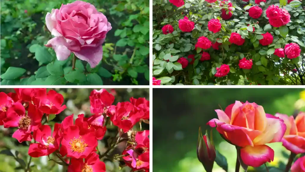 Most popular types of roses