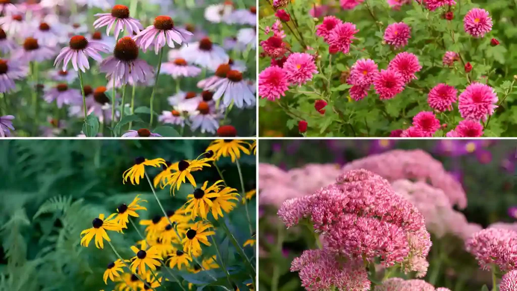 Perennial flowers to plant in september