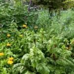 Perennial herbs