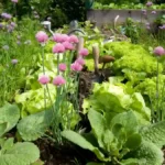 September vegetables