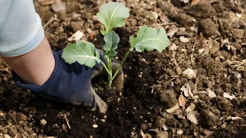 Tips for growing broccoli