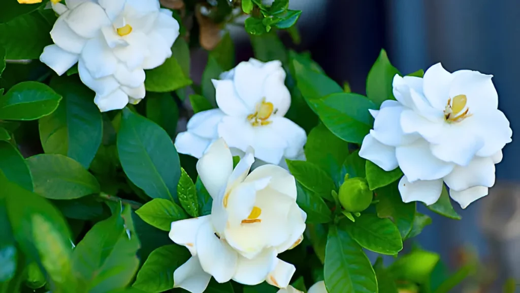 Types of gardenia