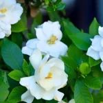 Types of gardenia