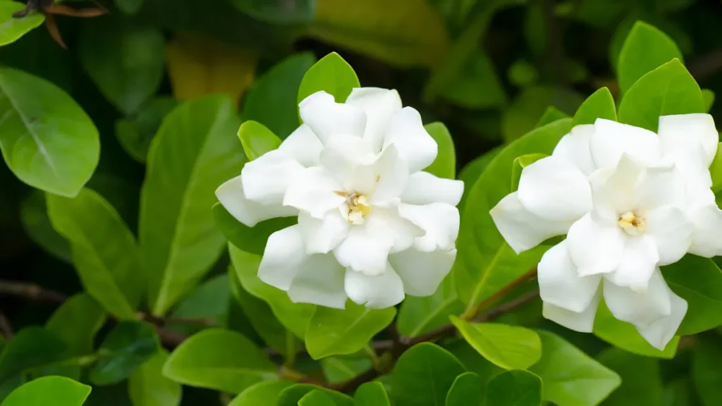 Types of gardenia flowers