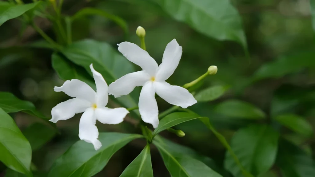 Types of jasmine