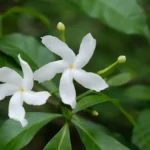 Types of jasmine