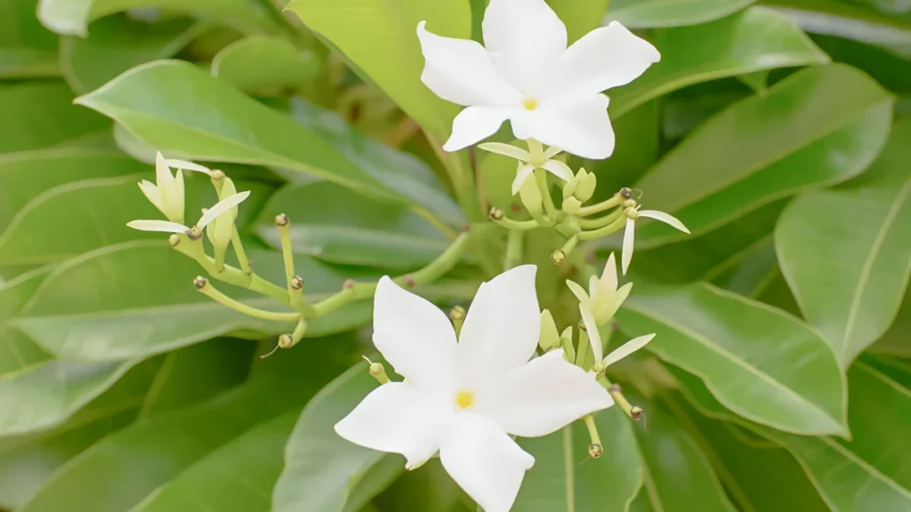 Types of jasmine flower