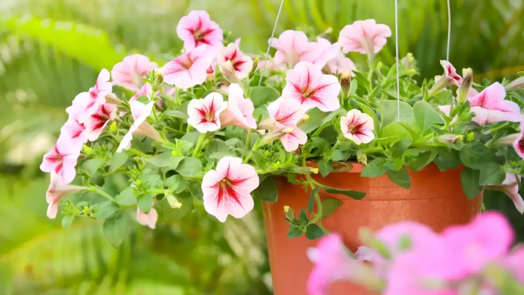 Types of petunias for hanging baskets