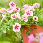Types of petunias for hanging baskets