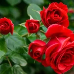 Types of roses