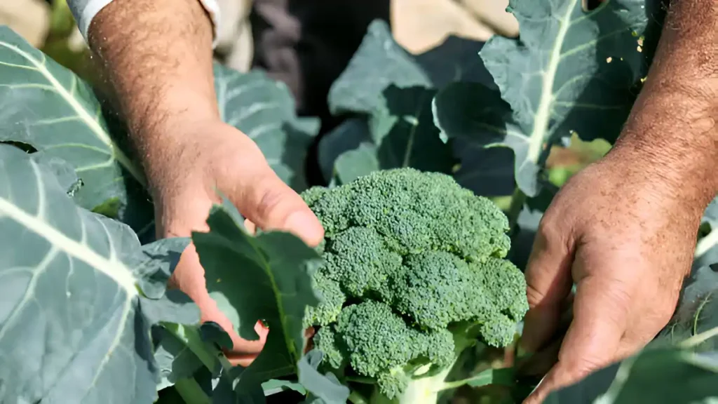 When to harvest broccoli 