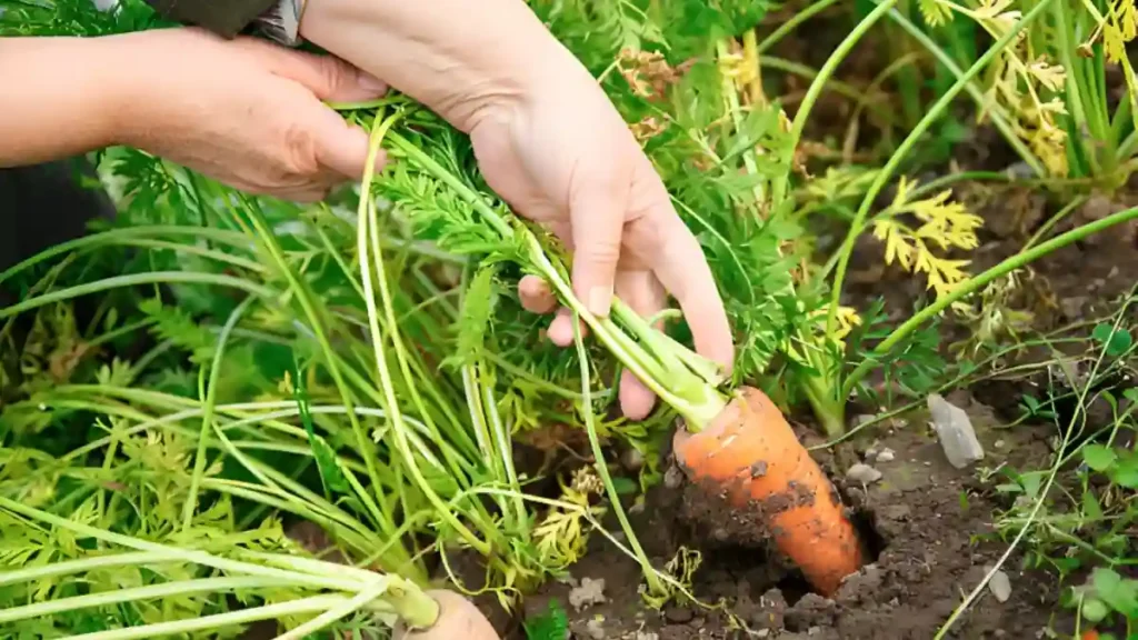 When to harvest carrots