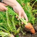 When to harvest carrots