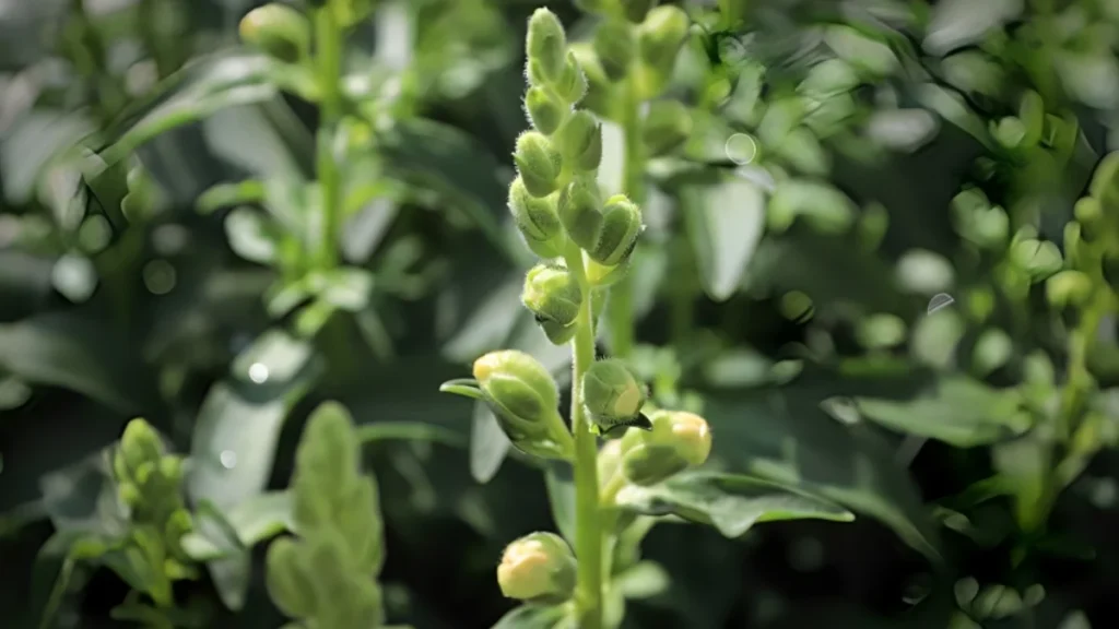 Angelonia plant