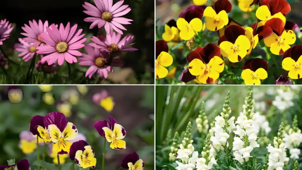 Best flowers to plant in October