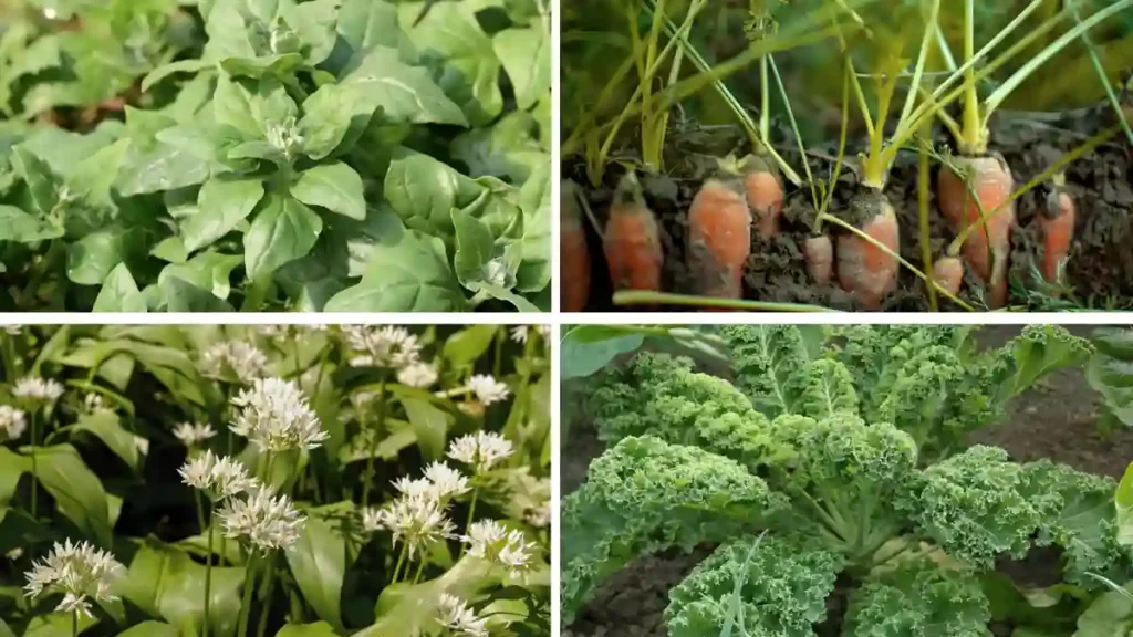 Best vegetables to plant in October