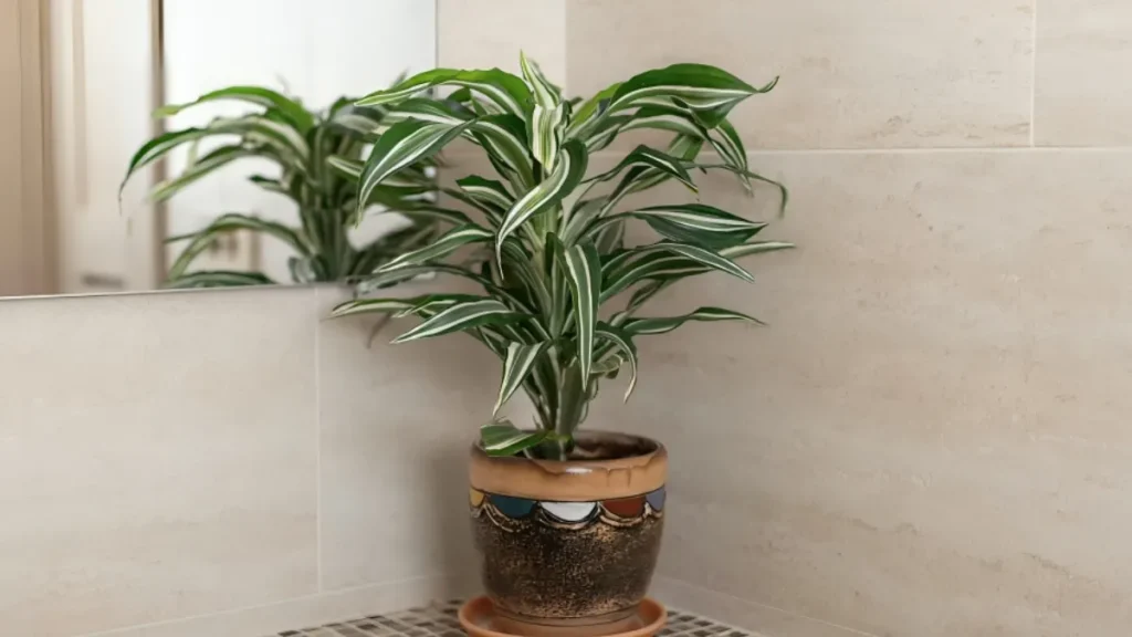 Dracaena