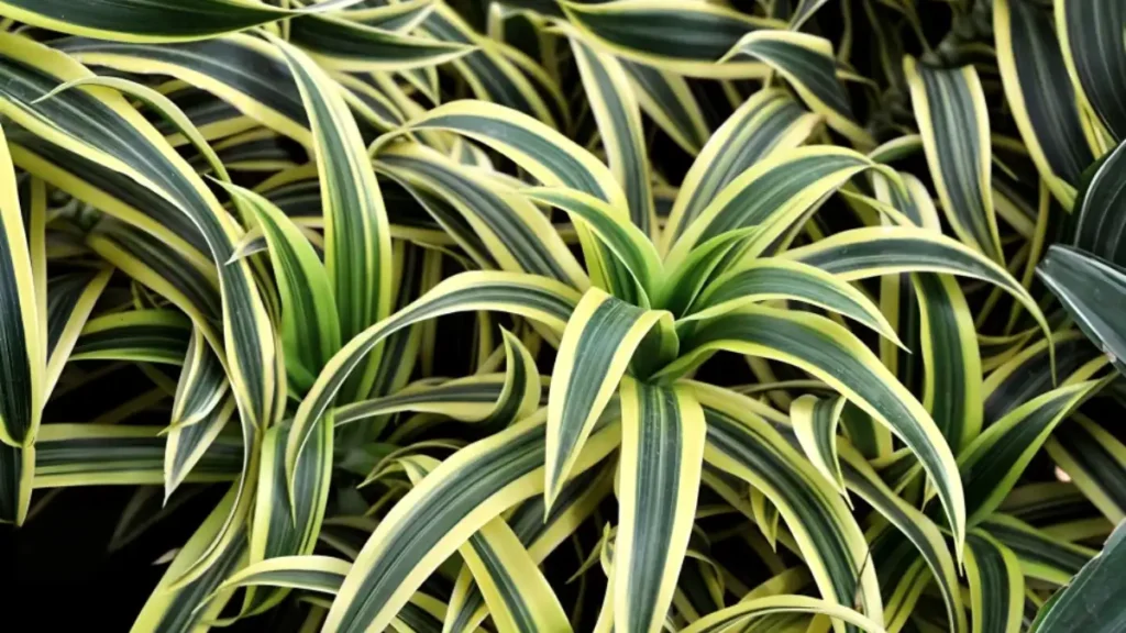 Dracaena plant