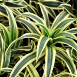 Dracaena plant