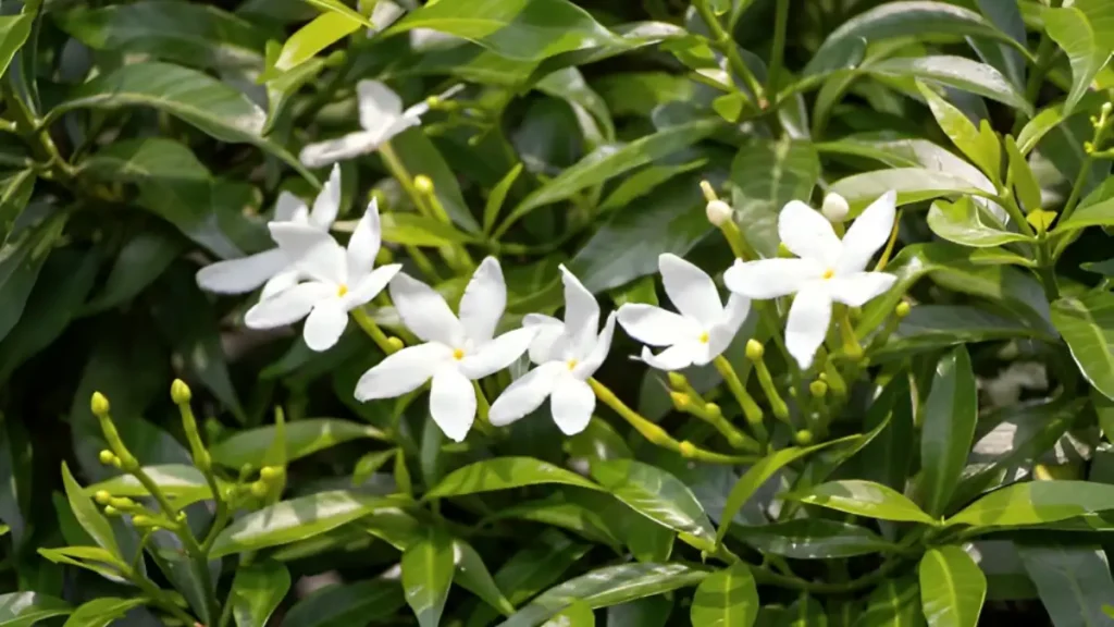 Growing jasmine plant