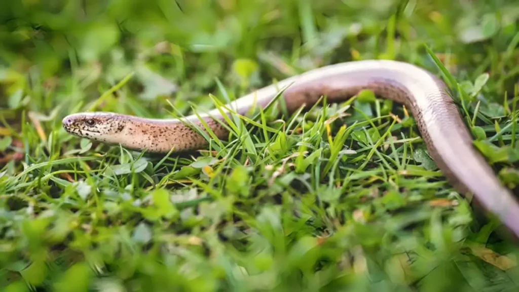 How to get rid of snakes in your yard