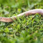 How to get rid of snakes in your yard