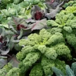 Vegetables to plant in October