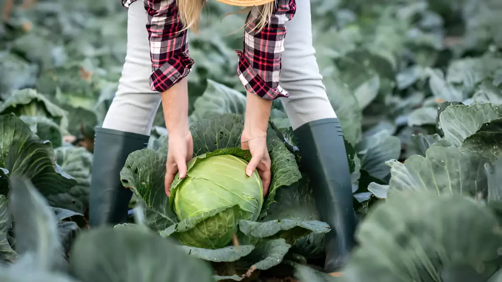 When to harvest cabbage