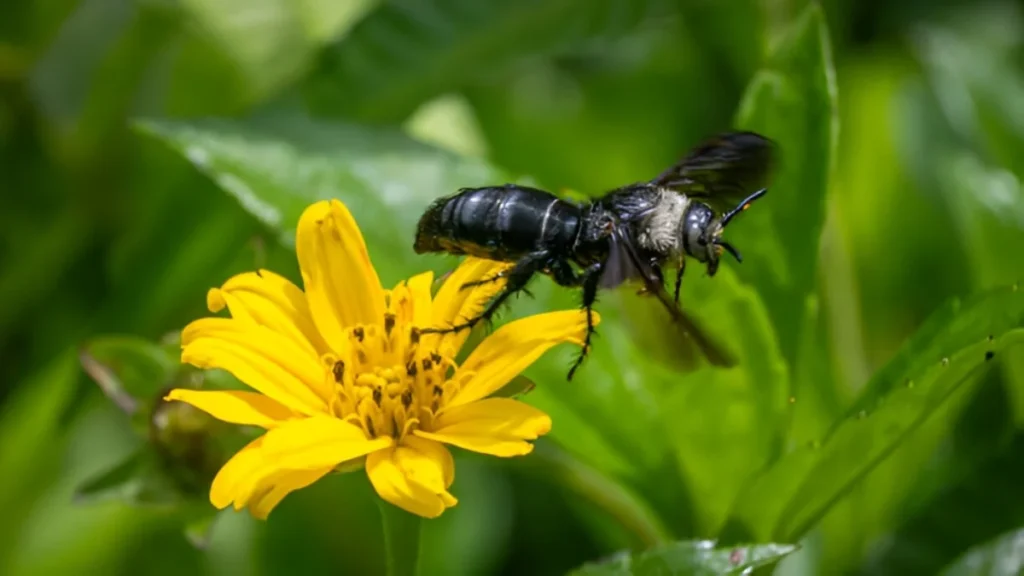 Beneficial insects