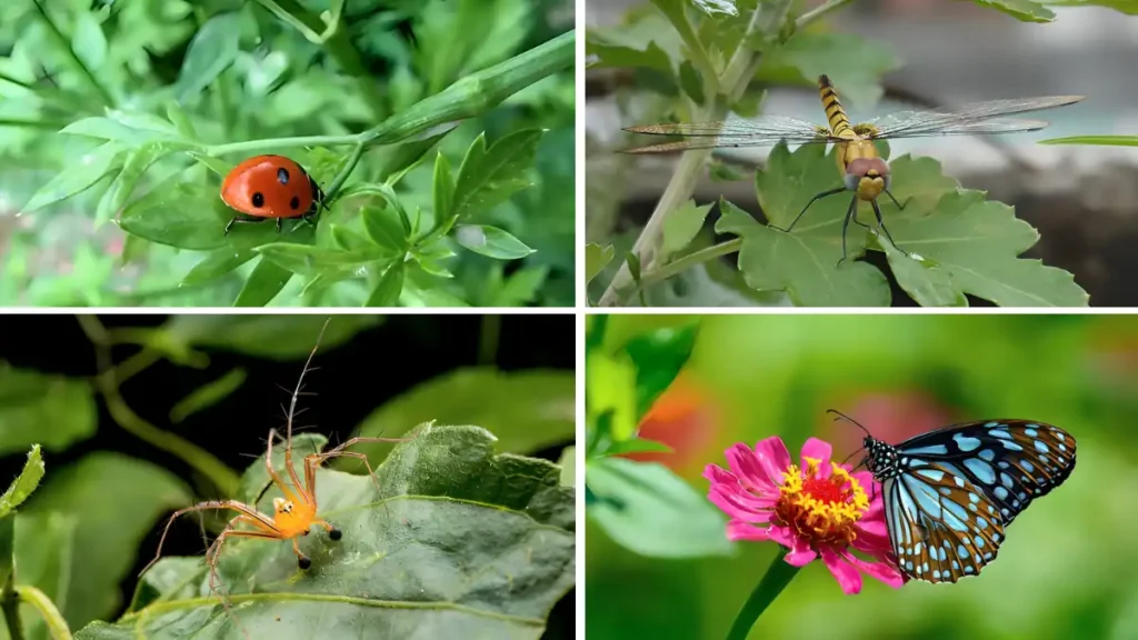 Beneficial insects for garden